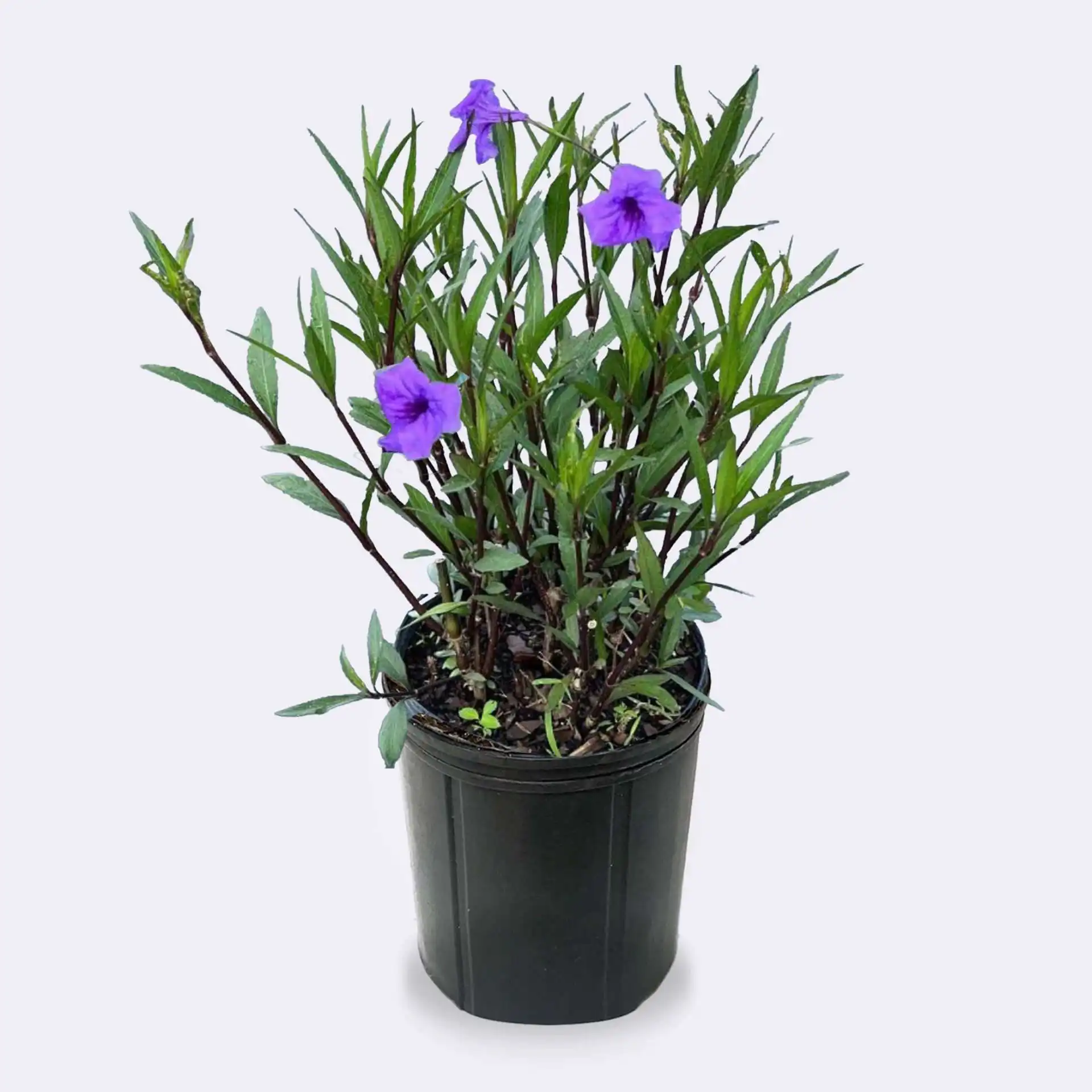 Ruellia