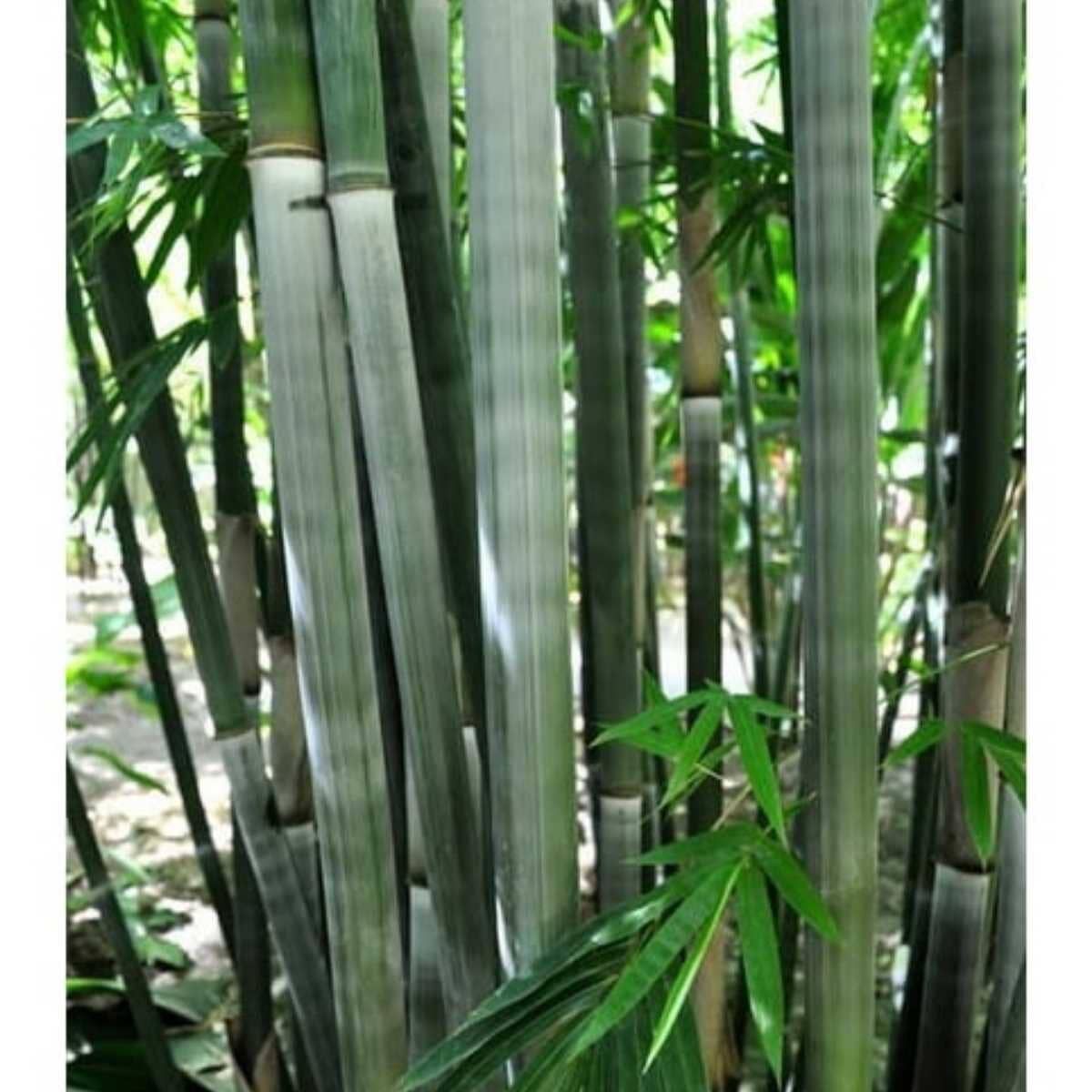 Bamboo Graceful