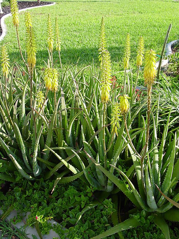 Aloe Vera