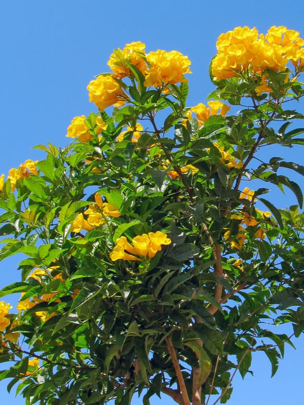 Allamanda Bush