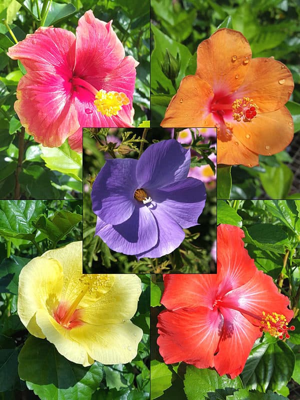 Hibiscus Fiesta