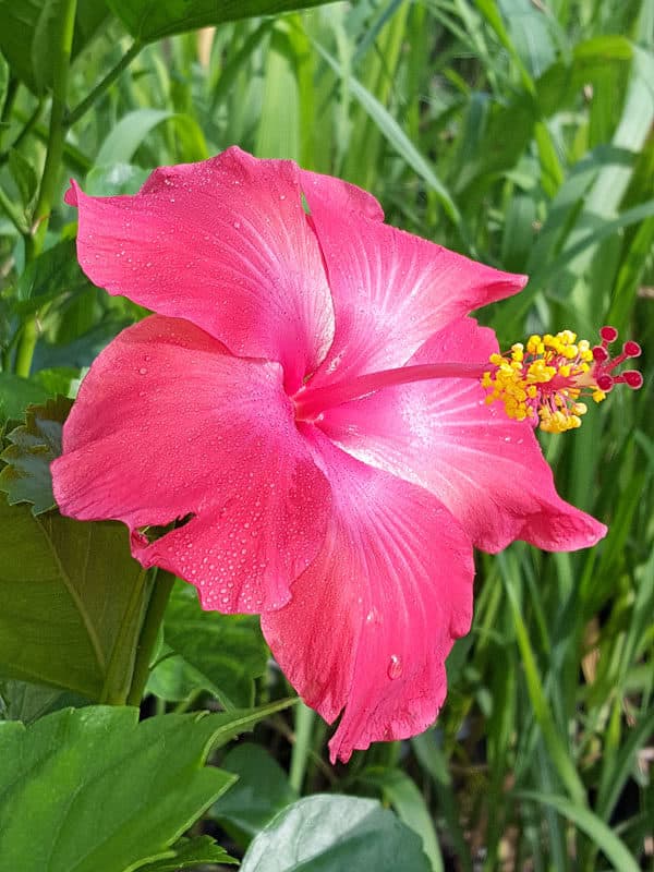 Hibiscus Double Red