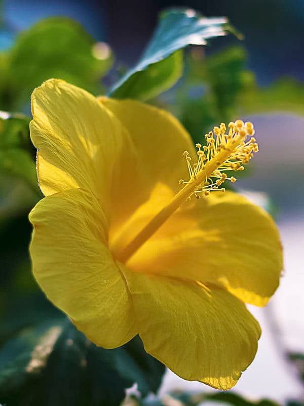 Hibiscus Yellow