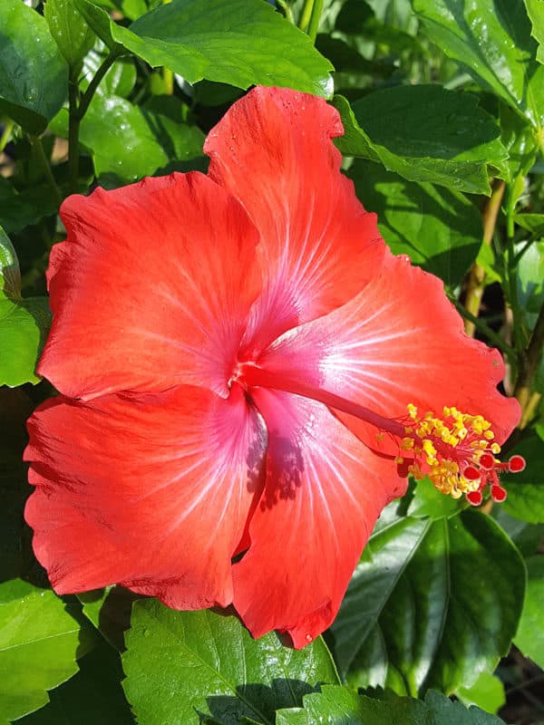 Hibiscus Red President