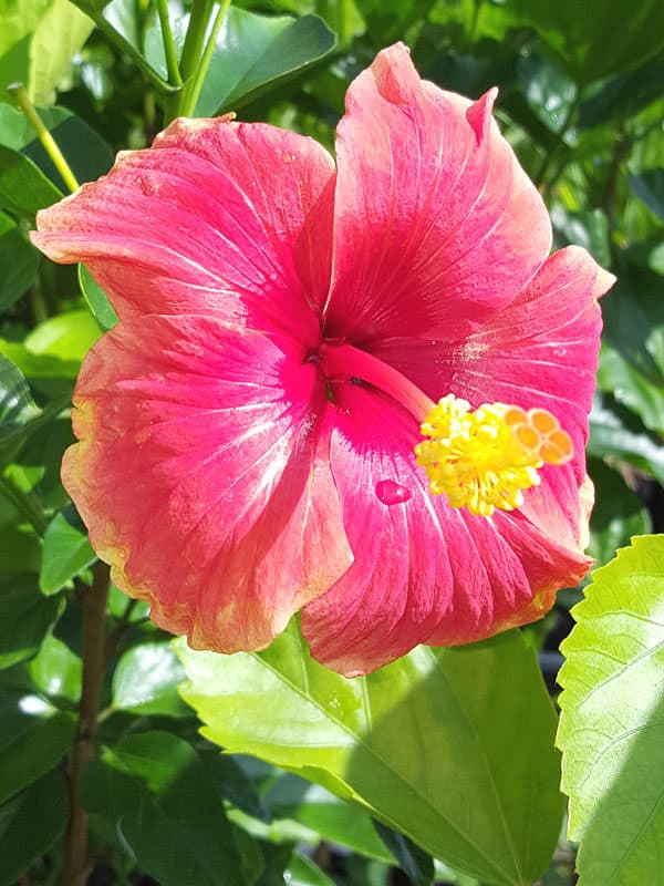 Hibiscus Fire and Ice