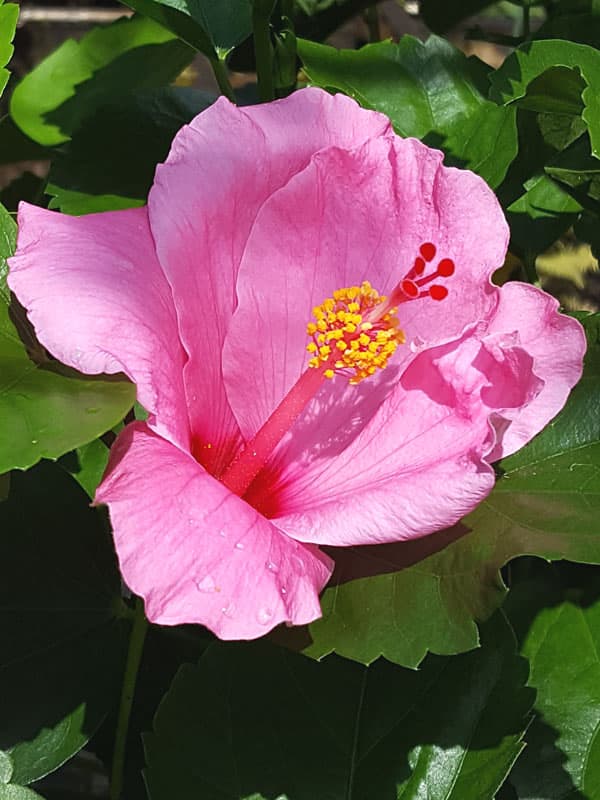 Hibiscus Seminole Pink