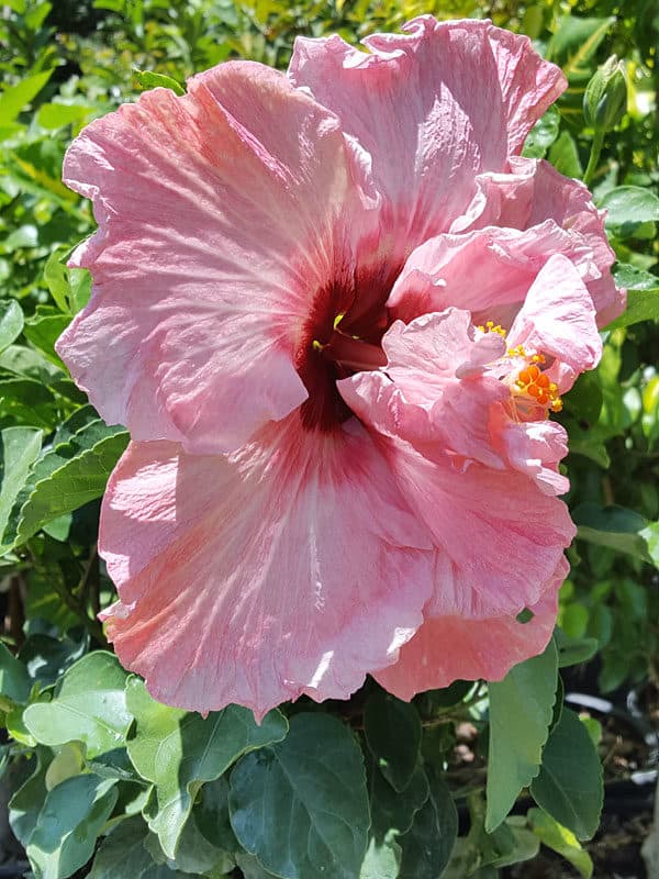 Fiji Hibiscus