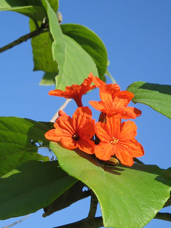 Orange Geiger Tree