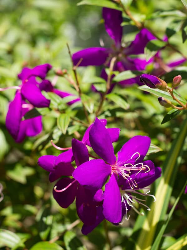 Tibuchina Purple Glory Tree