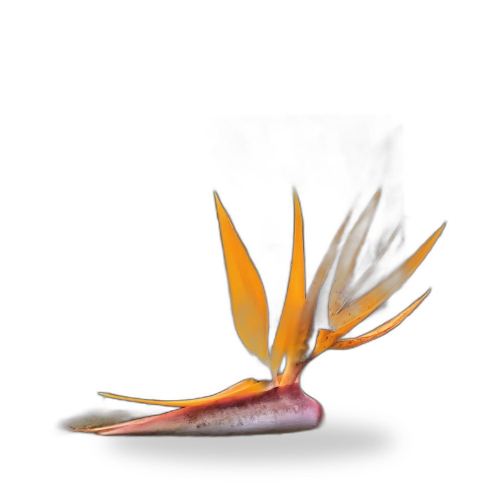 Bird of Paradise for delivery and planting in Cape Coral and SW Florida