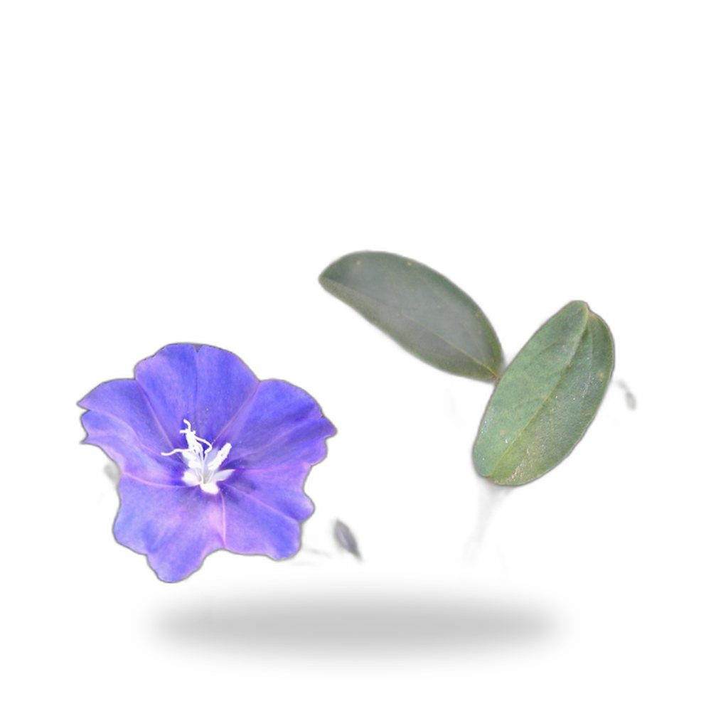 Blue Daze for delivery and planting in Cape Coral and SW Florida