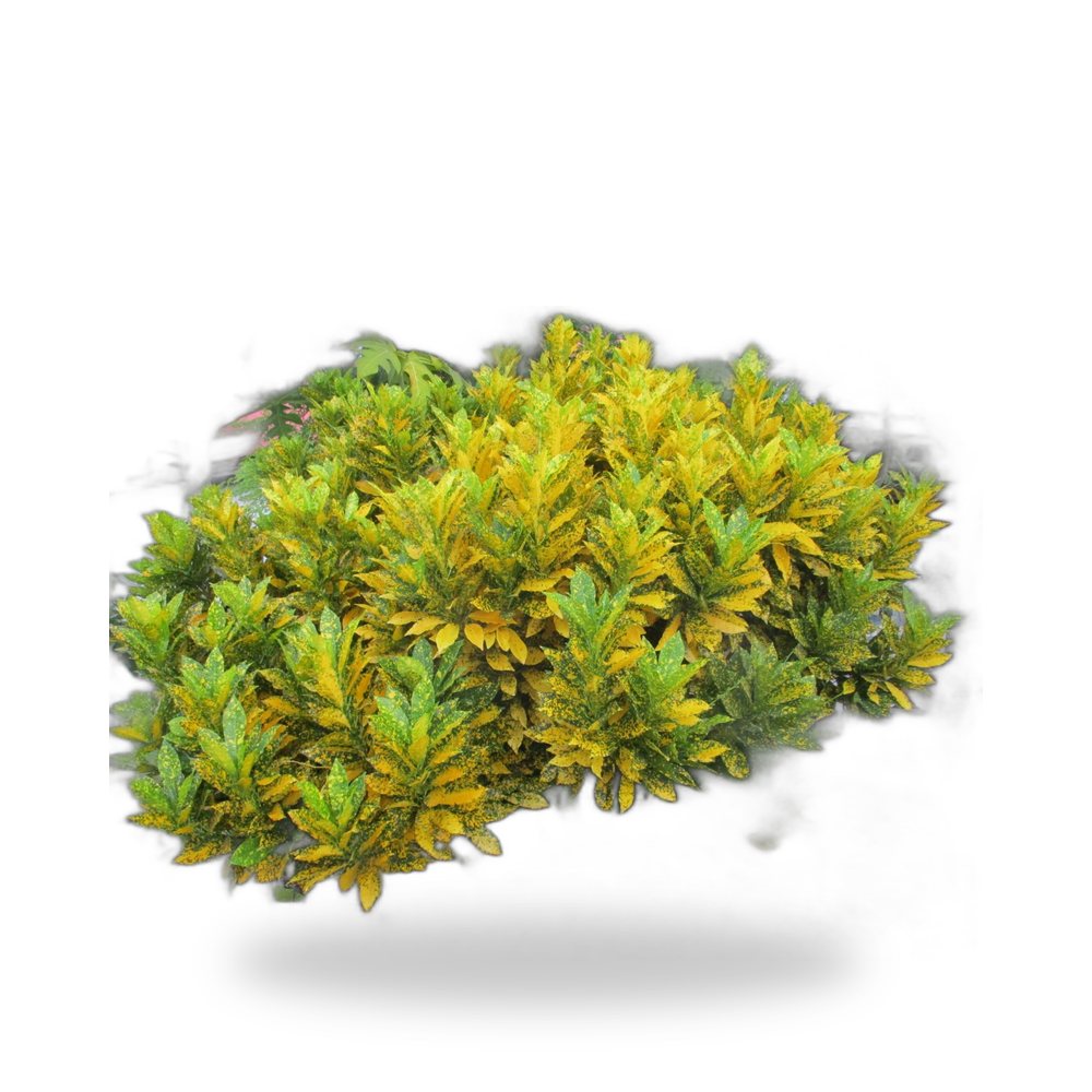 Croton for delivery and planting in Cape Coral and SW Florida