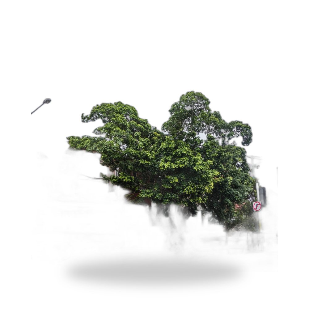 Green Island Ficus for delivery and planting in Cape Coral and SW Florida