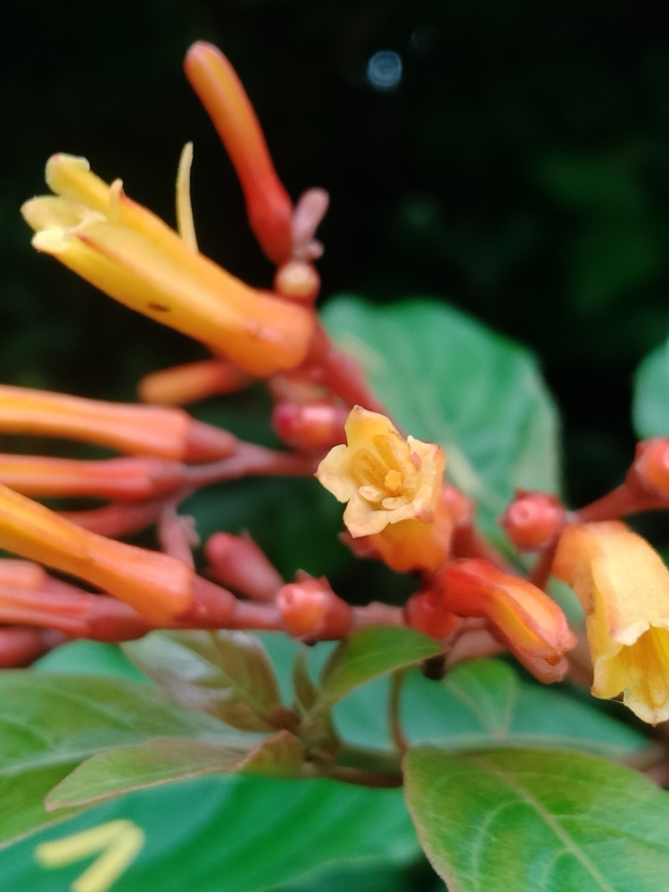 Firebush for delivery and planting in Cape Coral and SW Florida