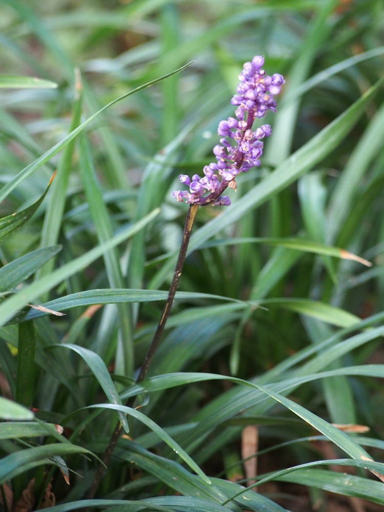 Liriope for delivery and planting in Cape Coral and SW Florida