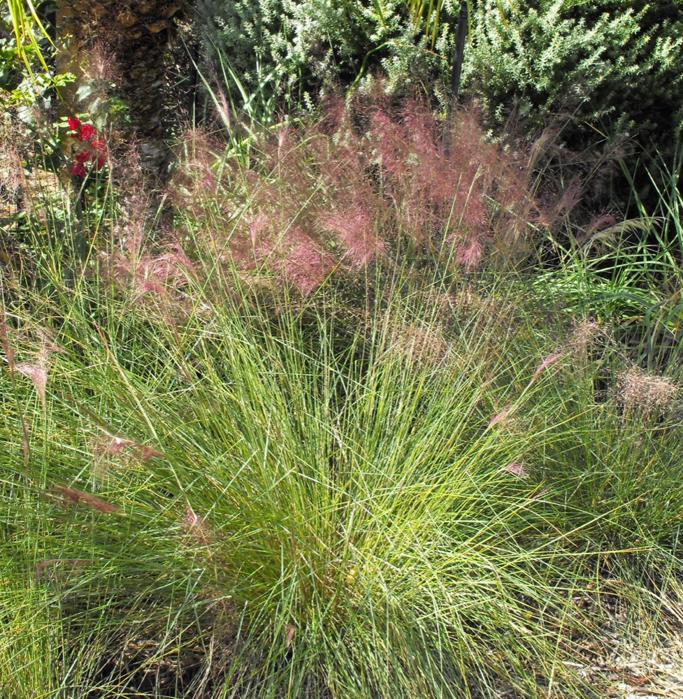 Muhly Grass for delivery and planting in Cape Coral and SW Florida