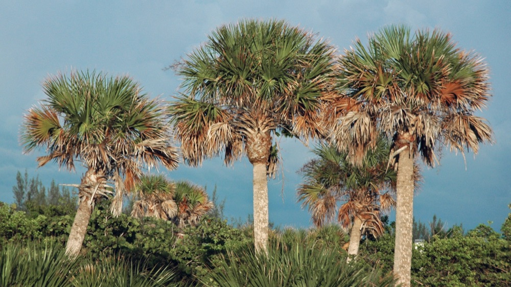Sabal Palm for delivery and planting in Cape Coral and SW Florida