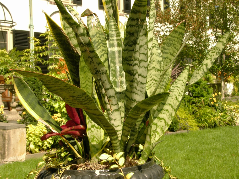 Snake Plant for delivery and planting in Cape Coral and SW Florida