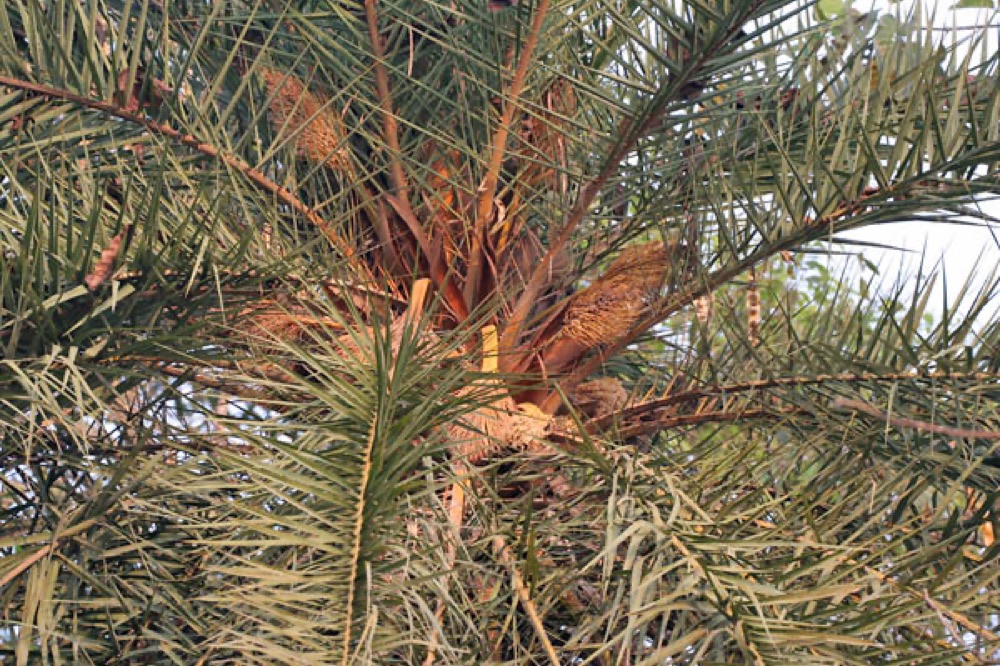Sylvester Palm for delivery and planting in Cape Coral and SW Florida